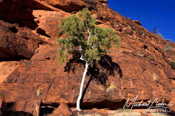 Australien Kings Canyon weißer Baum im Felsen